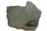 Pelagic Trilobite (Cyclopyge) Fossil - Huge Eyes #344609-3